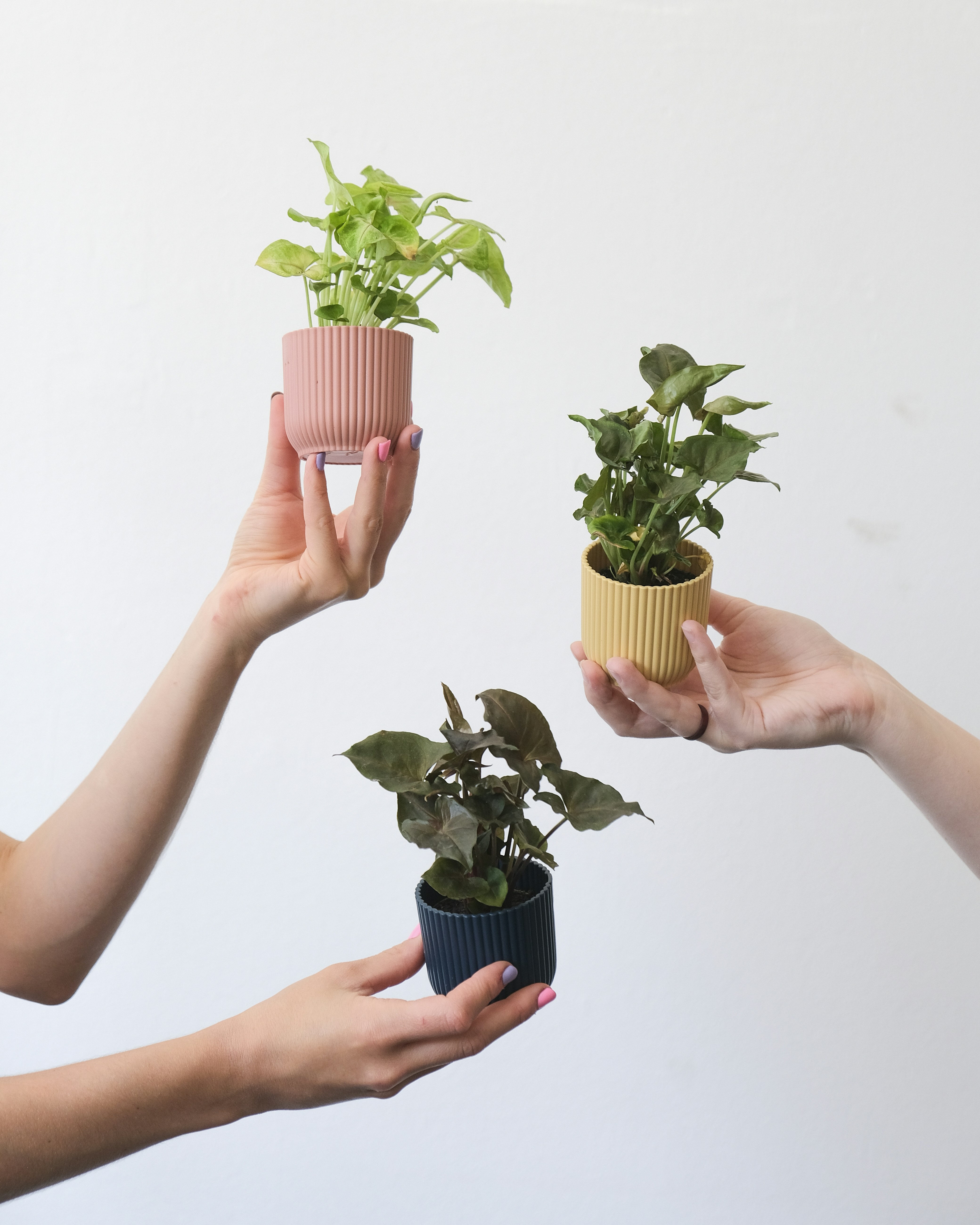 Photo by feeypflanzen