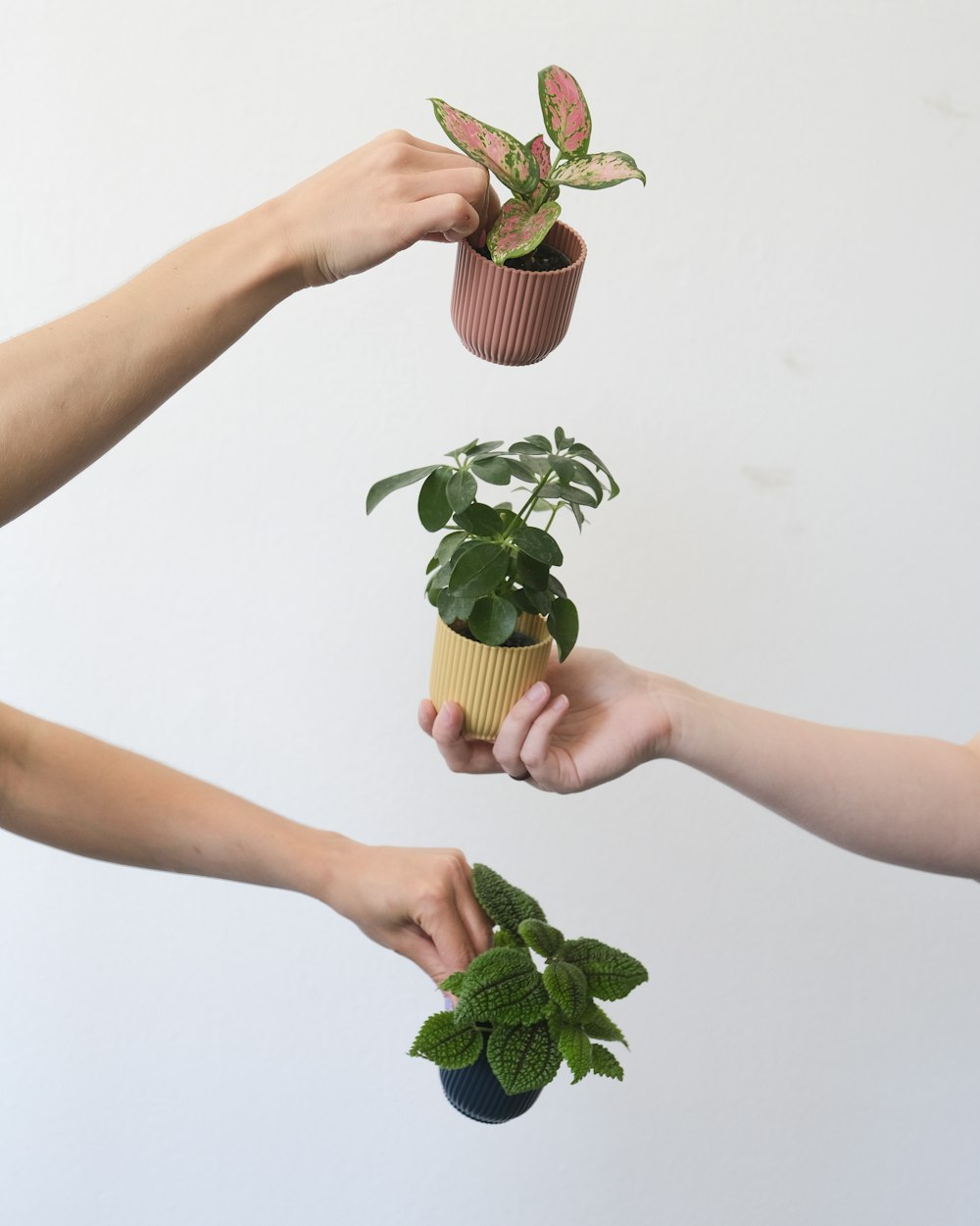 hands holding a potted plant