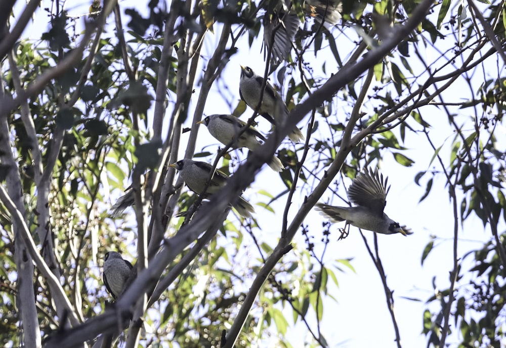 a group of birds sit in a tree