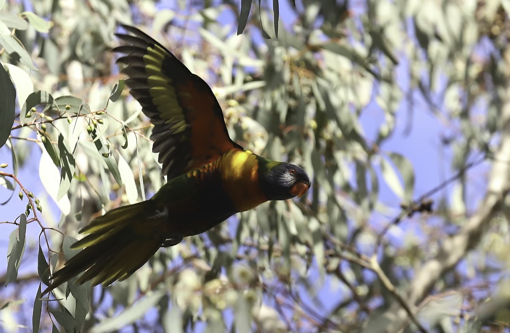 a bird flying in the air