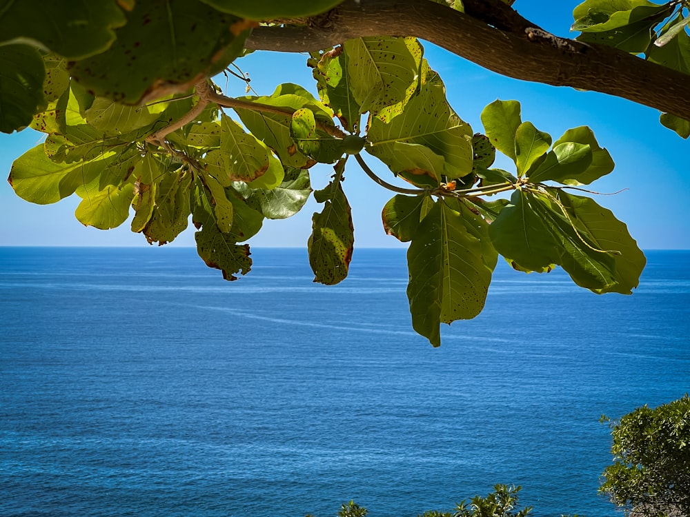 a tree branch with leaves and water in the background