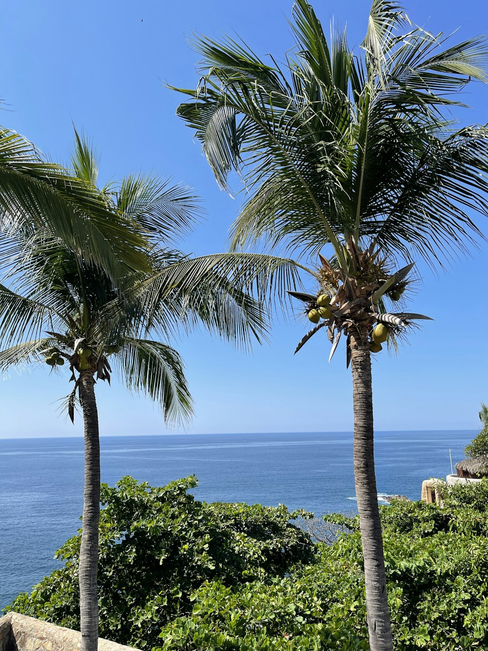 palm trees near the ocean