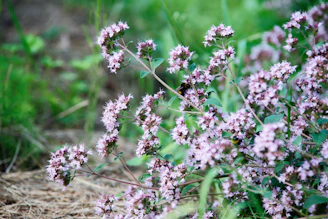 a close up of a plant