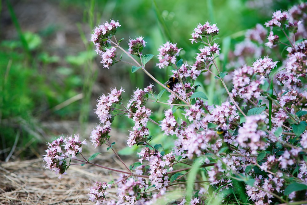 a close up of a plant