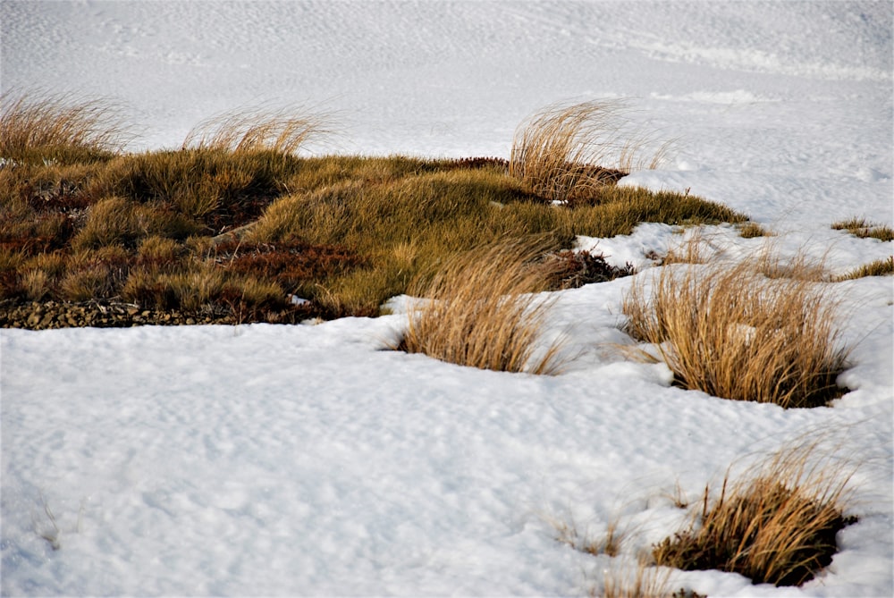 a field of grass