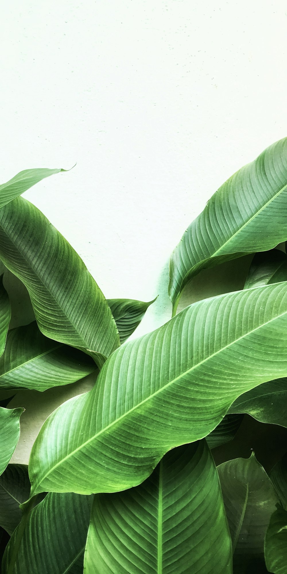 a close-up of some leaves