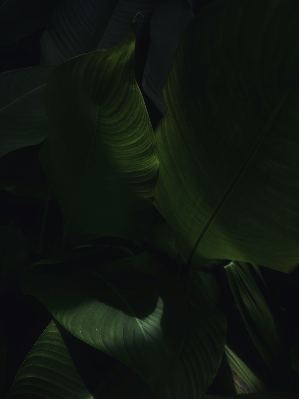 a green lizard on a leaf