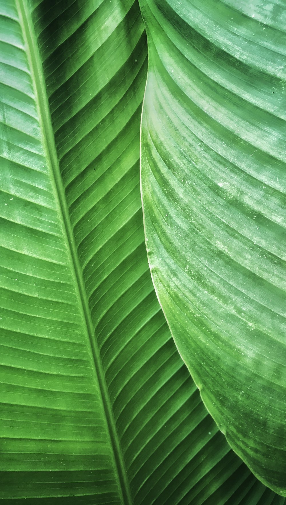 a close up of a leaf