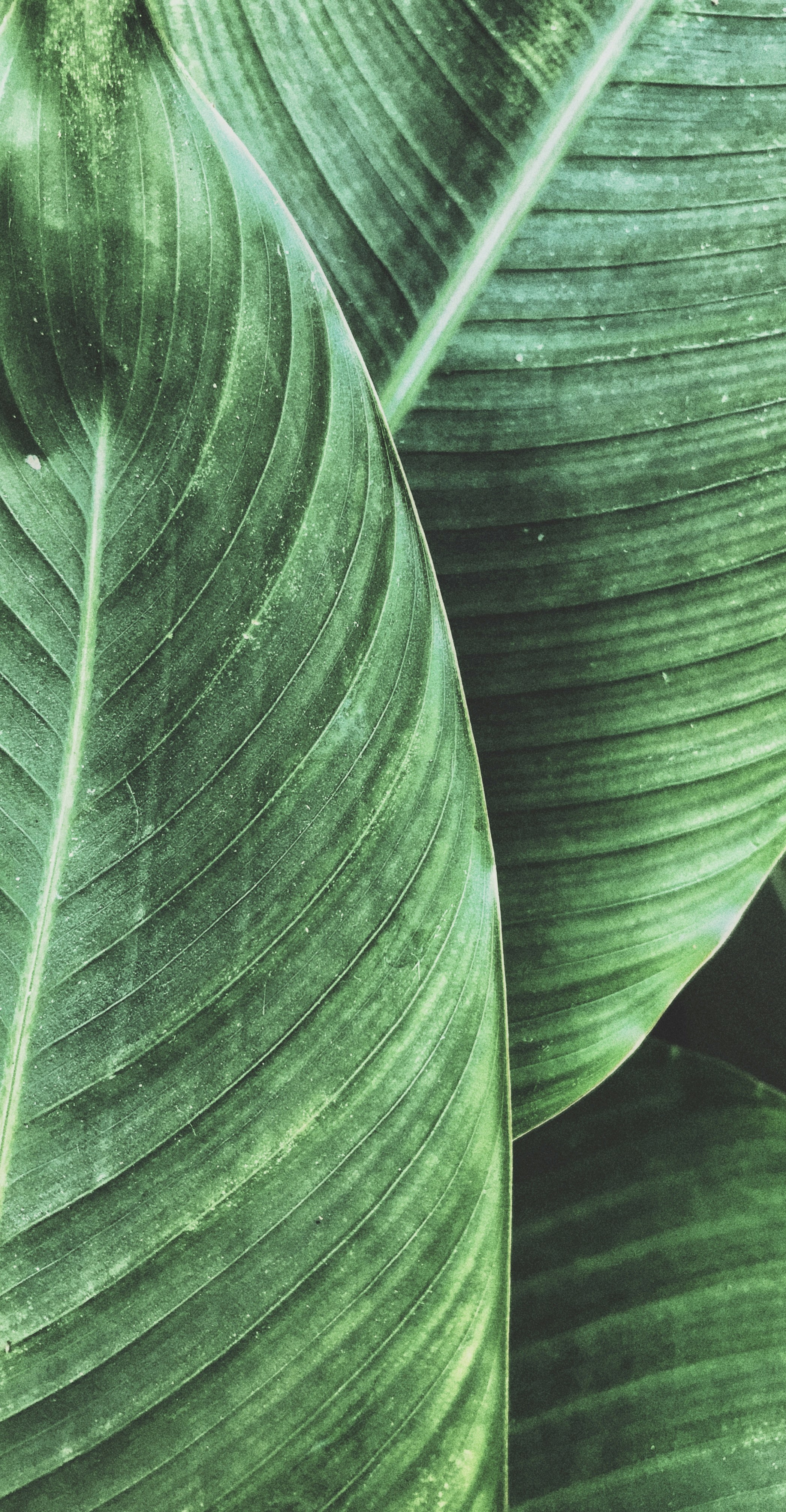 Eco-Friendly Banana Yarn