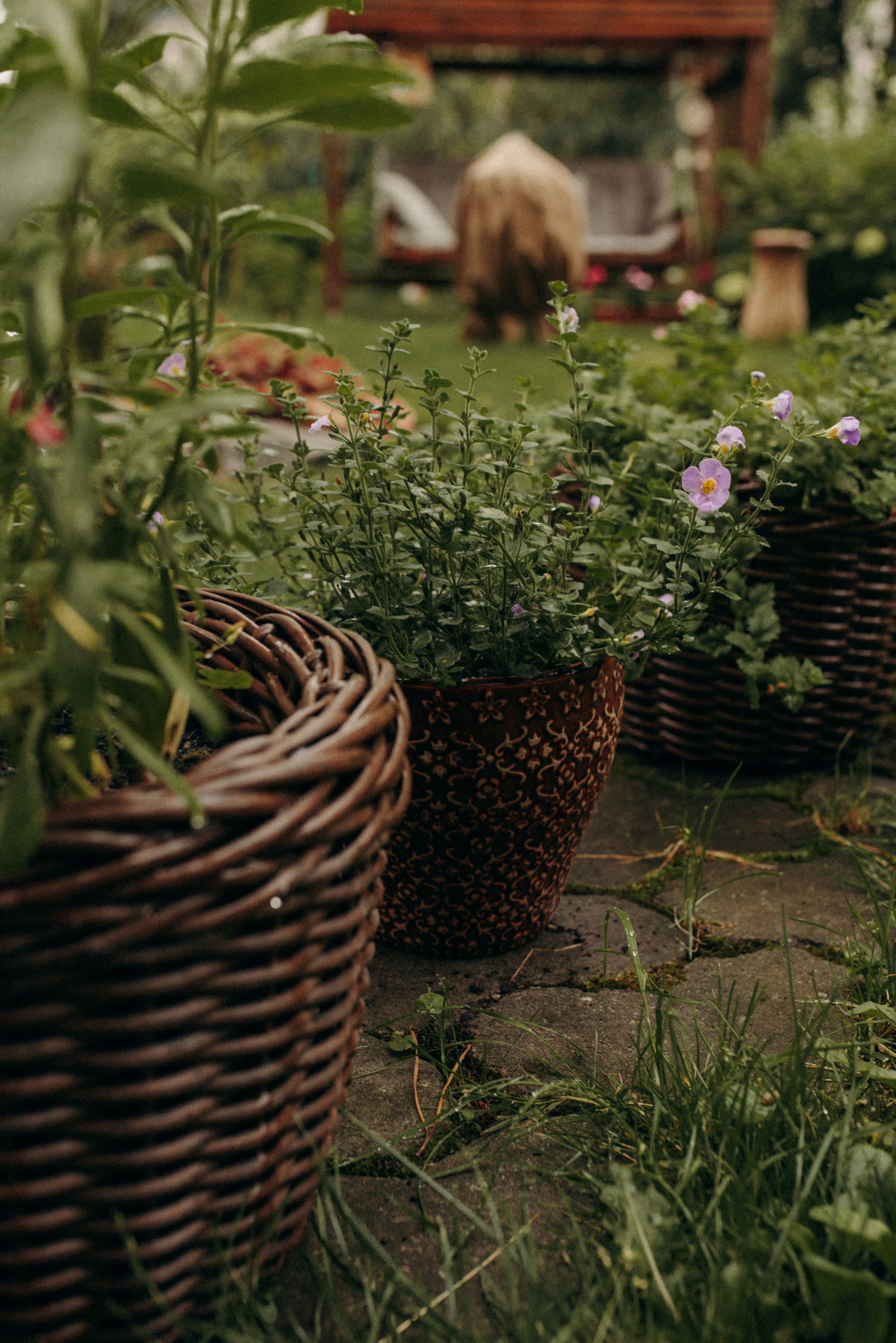 Photo by darkforestnymph