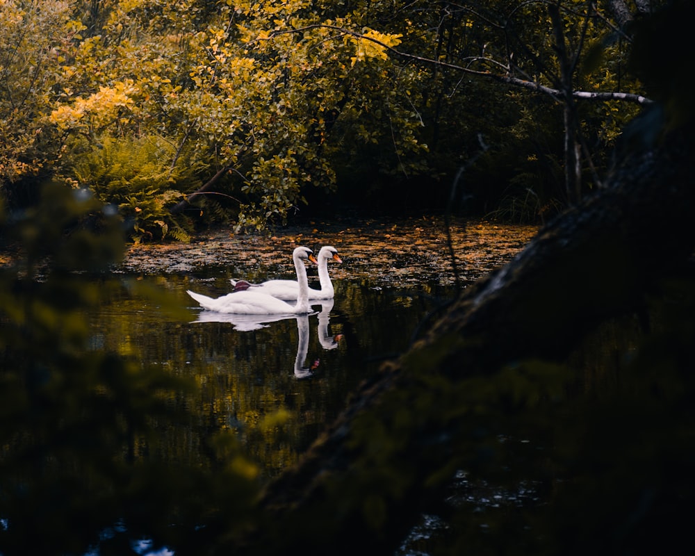a swan swimming in a pond