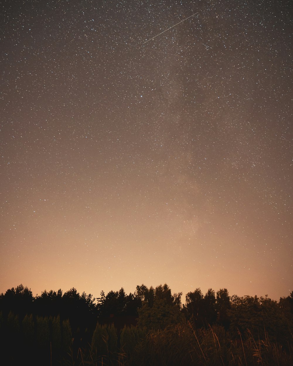 a group of trees with a starry sky above