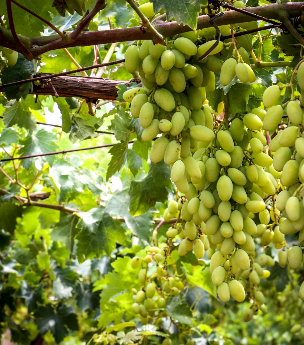 a bunch of green grapes on a tree