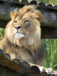 Lion Plush Toy