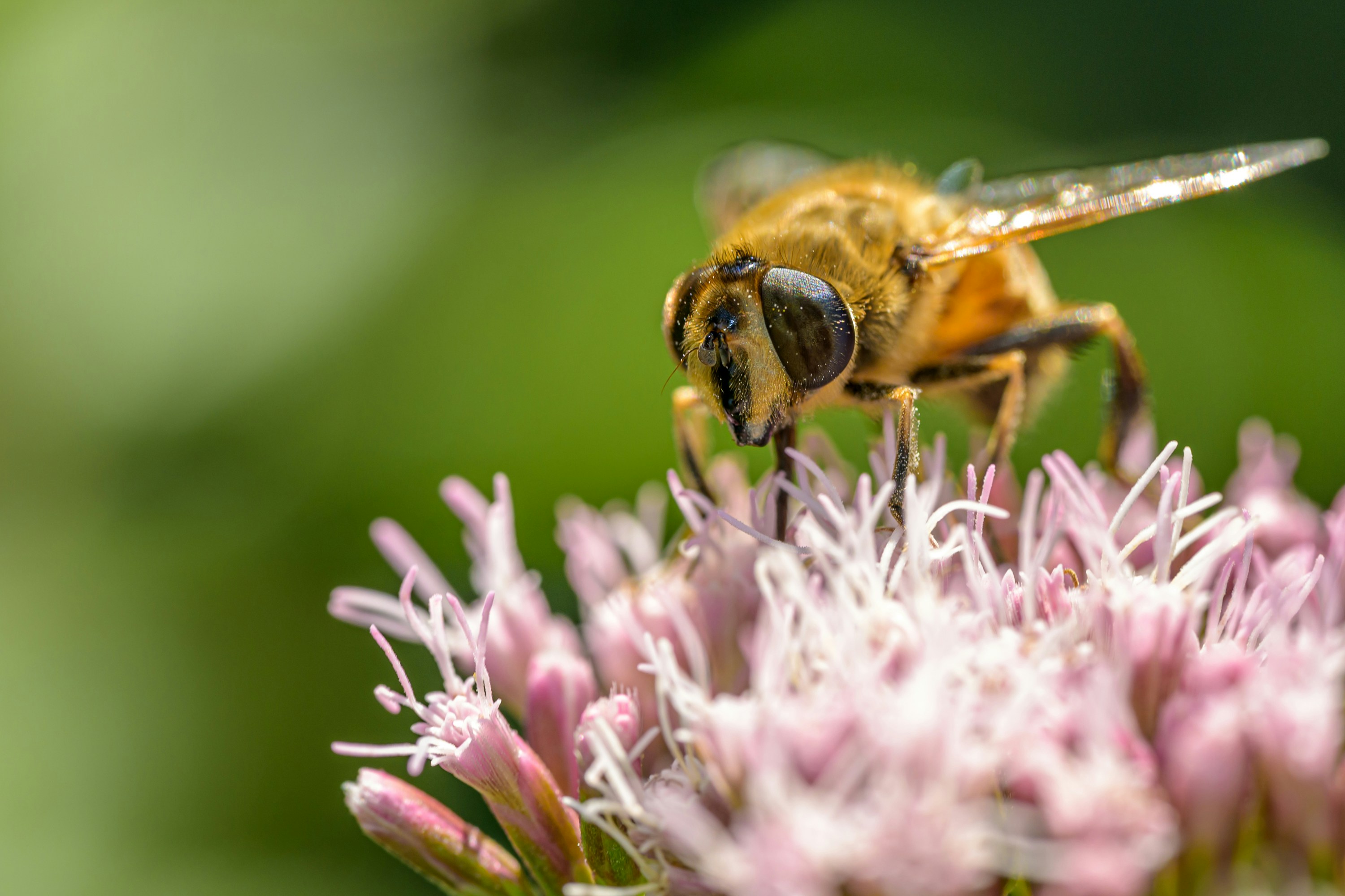 Photo by bmeyendriesch