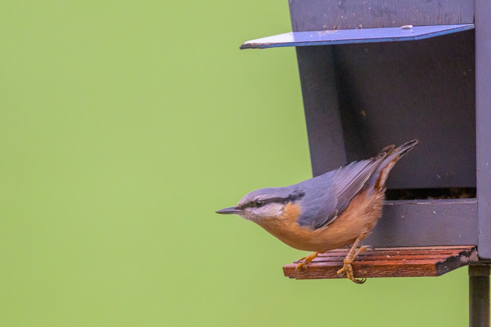 a bird on a bird feeder