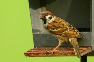 A small bird with brown and white feathers is perched on a wooden platform attached to a bird feeder. Its head is turned slightly, and it holds a seed in its beak. The bird feeder is made of dark gray material, contrasting with the vibrant green background.