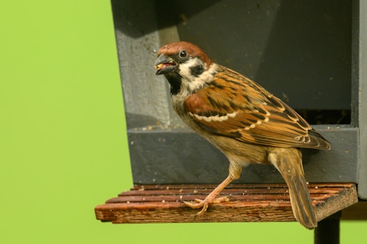 A small bird with brown and white feathers is perched on a wooden platform attached to a bird feeder. Its head is turned slightly, and it holds a seed in its beak. The bird feeder is made of dark gray material, contrasting with the vibrant green background.