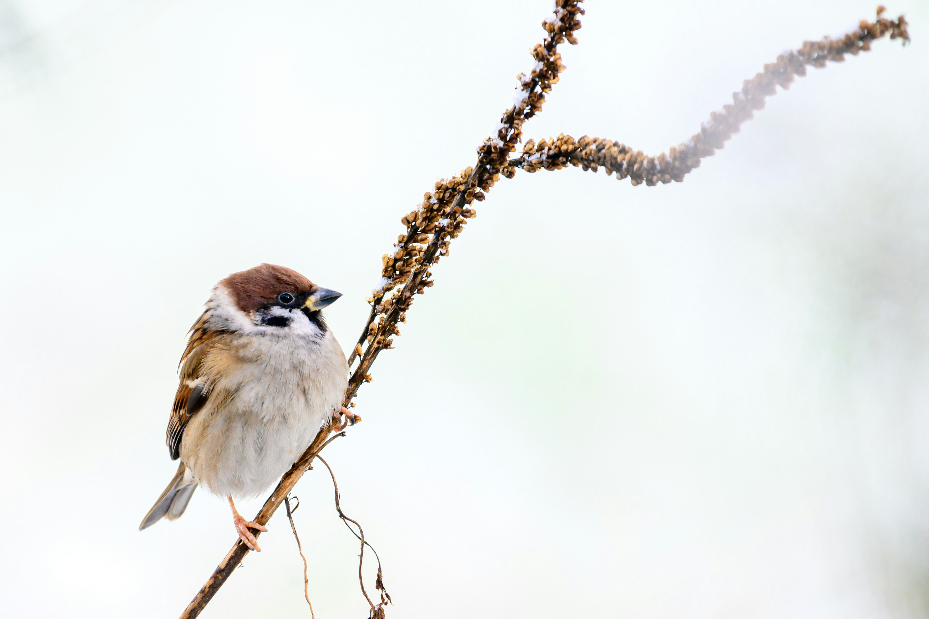 Photo by bmeyendriesch