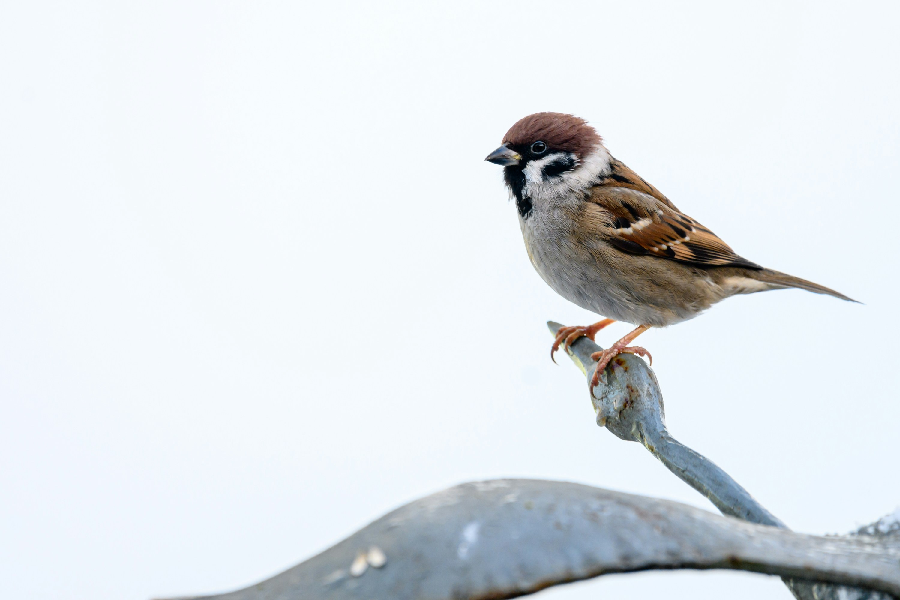 Photo by bmeyendriesch