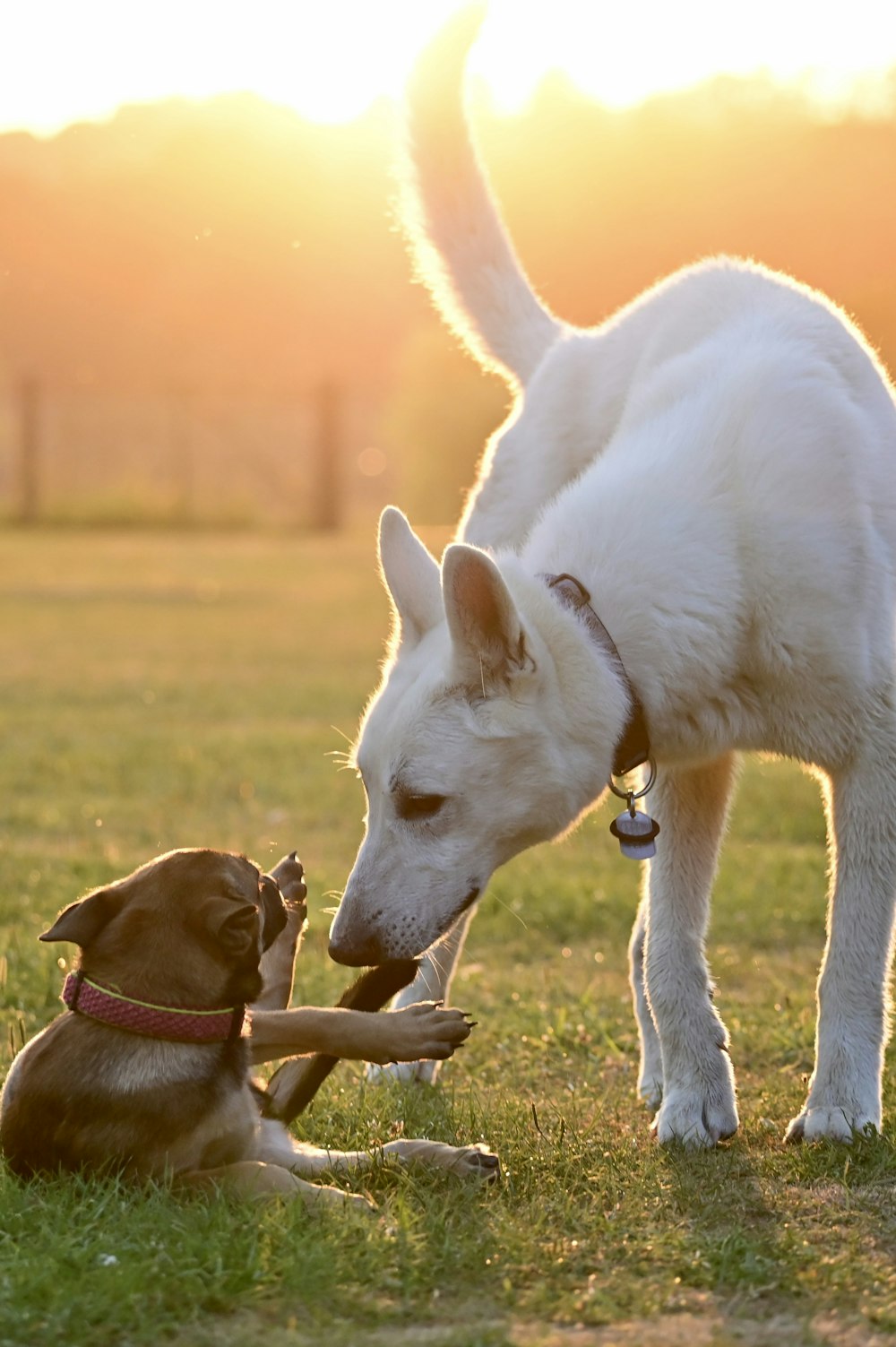 Un perro jugando con un perro