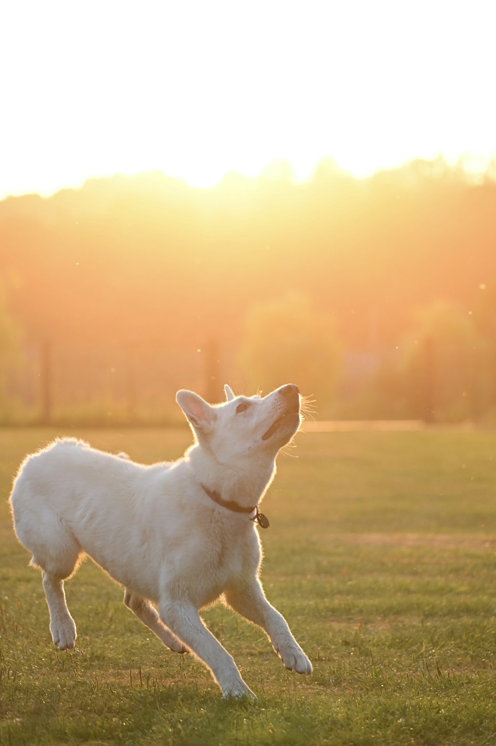un cane in piedi sull'erba