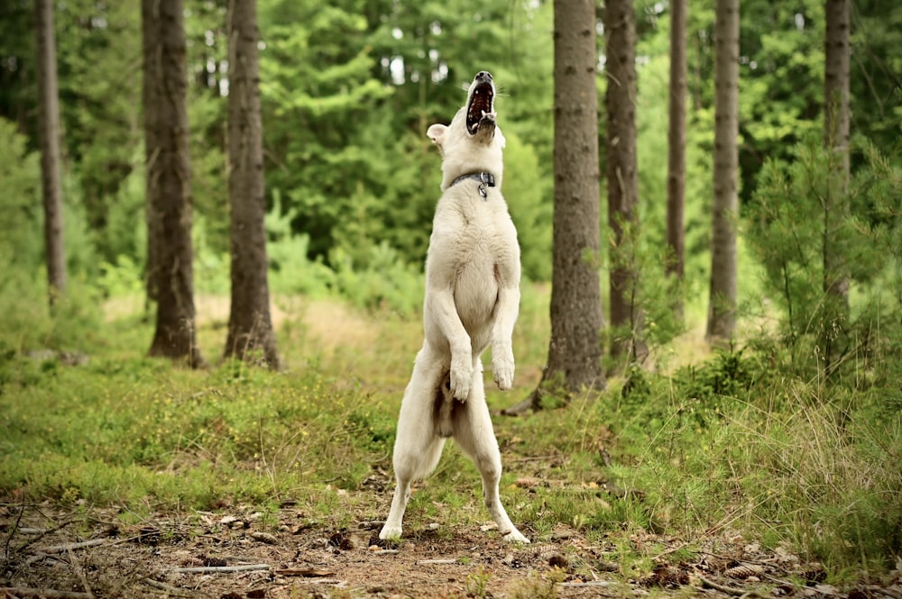 a dog jumping in the air