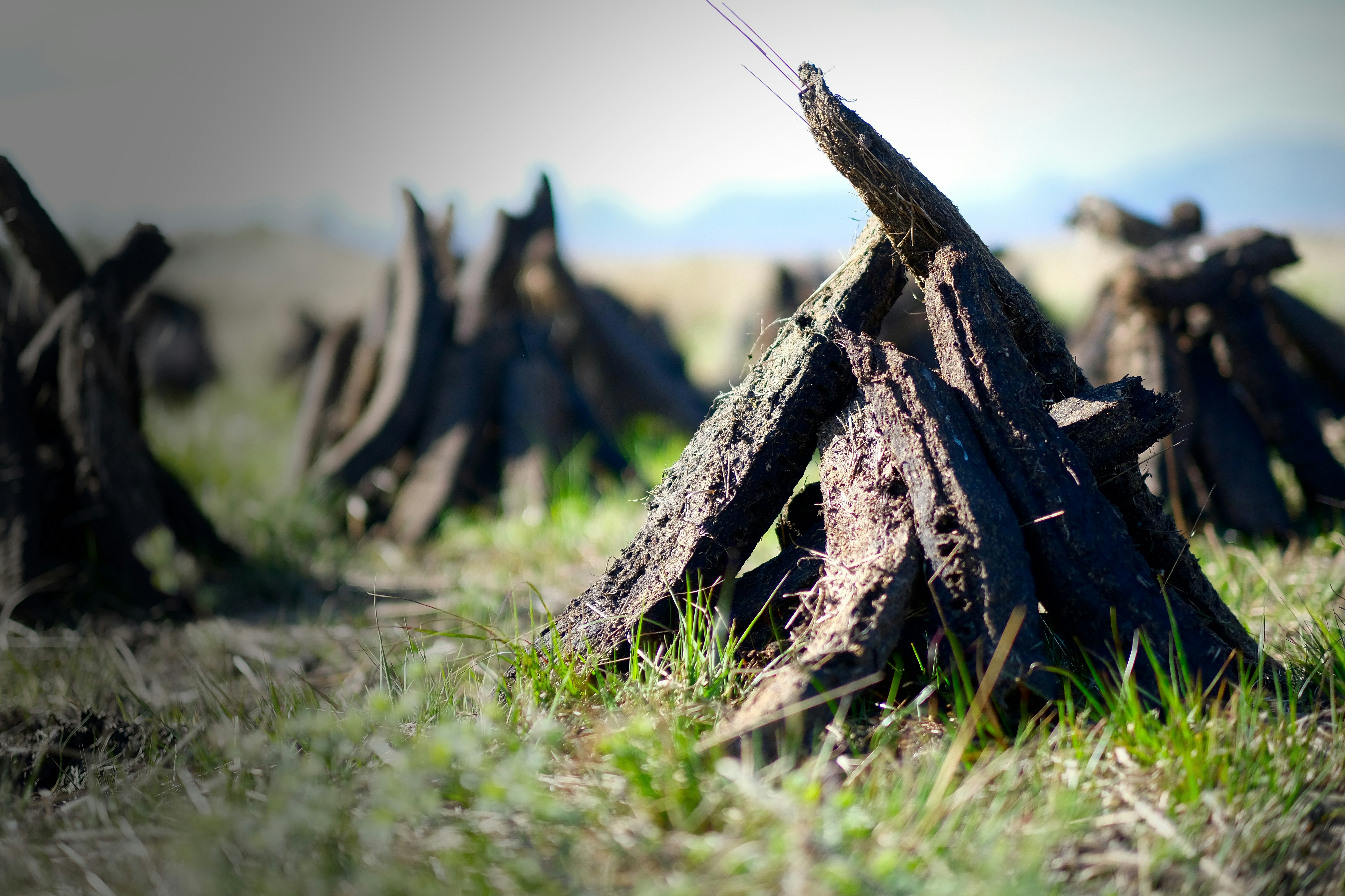 a tree stump in a field