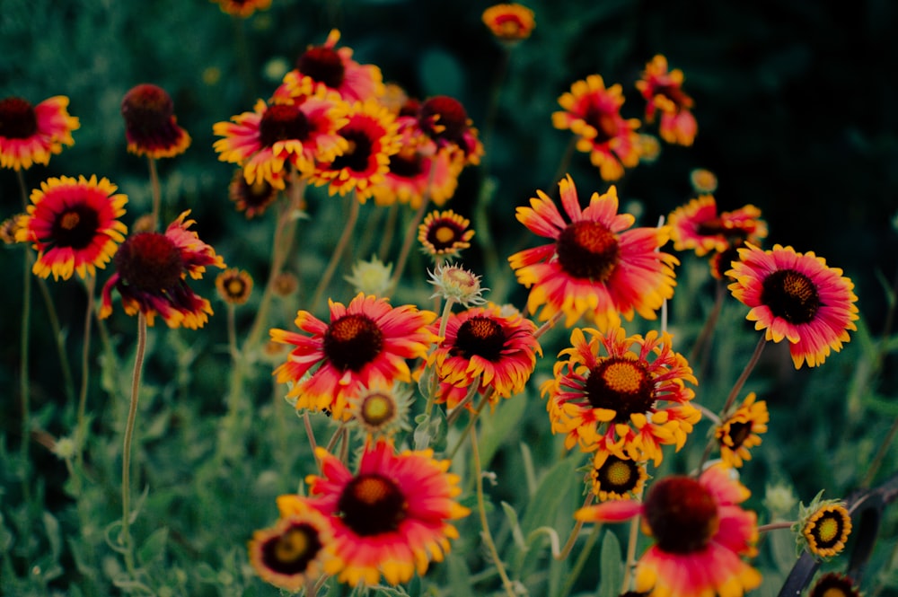 a group of red flowers