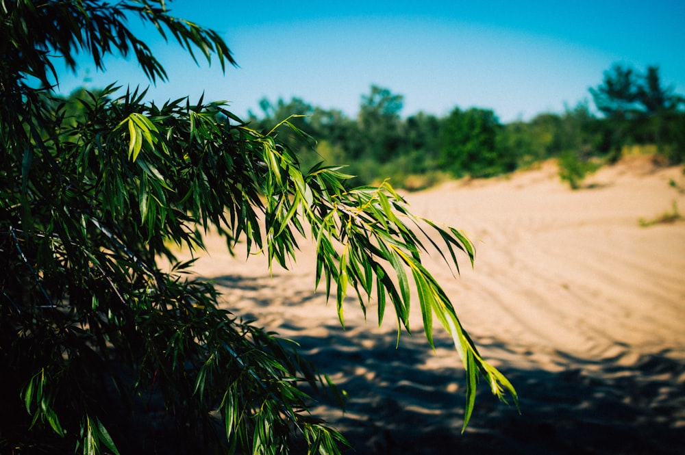 a sandy beach with trees