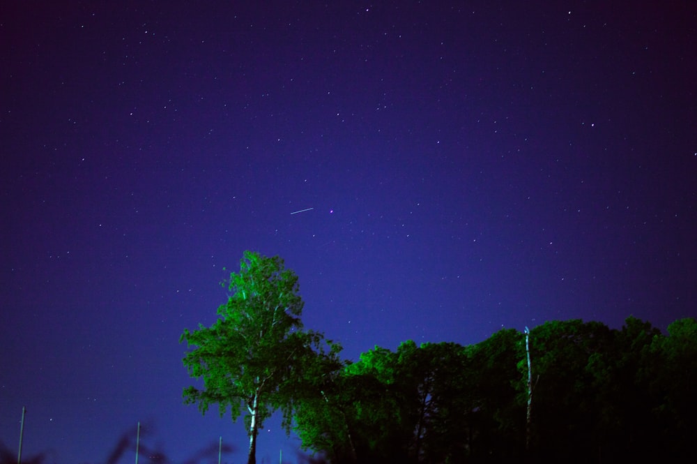 trees and a plane in the sky