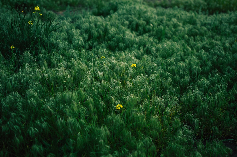a field of grass with yellow flowers