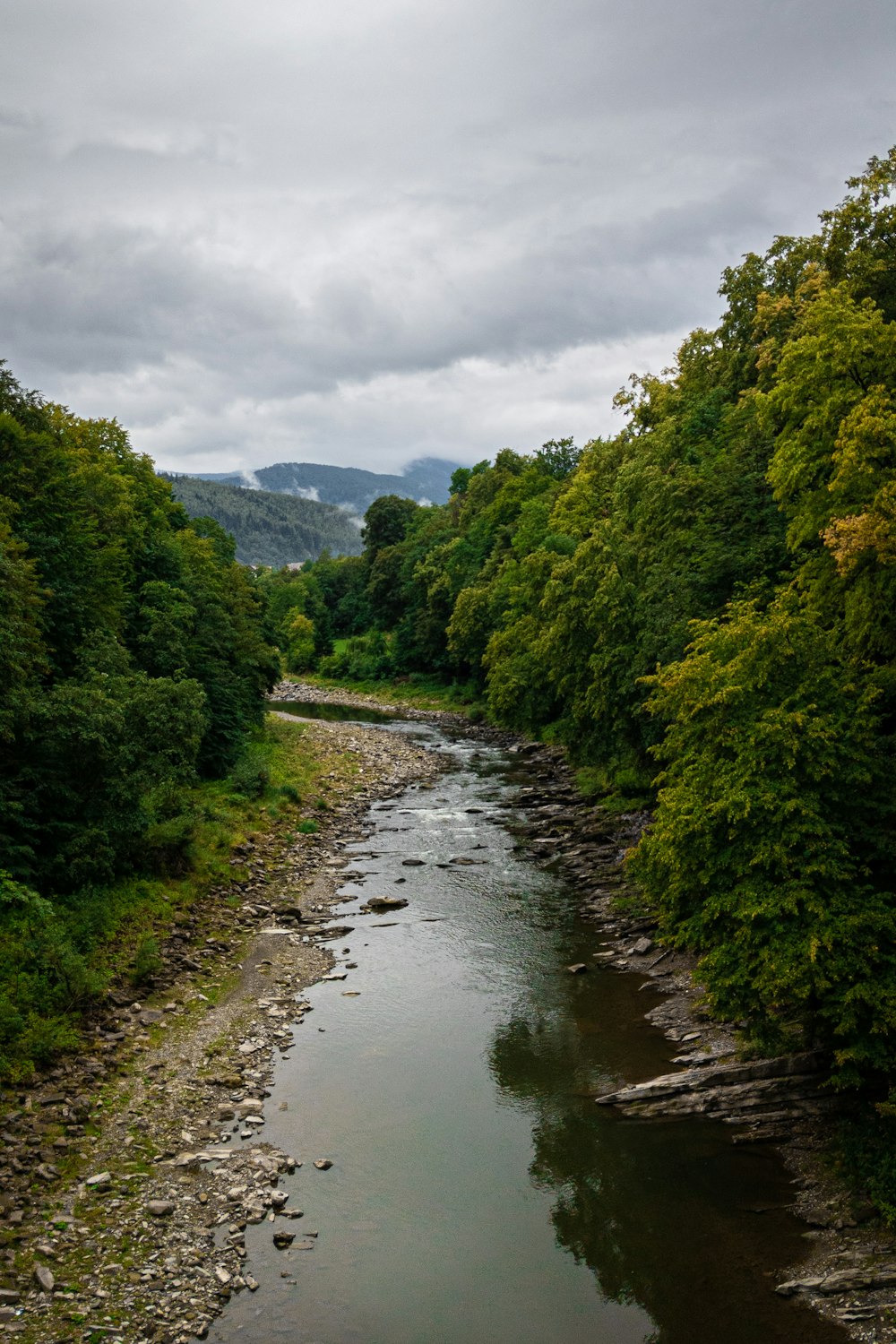 a river running through a forest