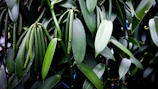 a close up of a plant