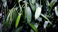 a close up of a plant