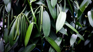 a close up of a plant