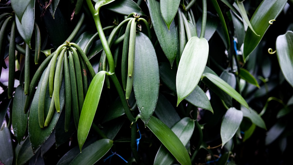 a close up of a plant