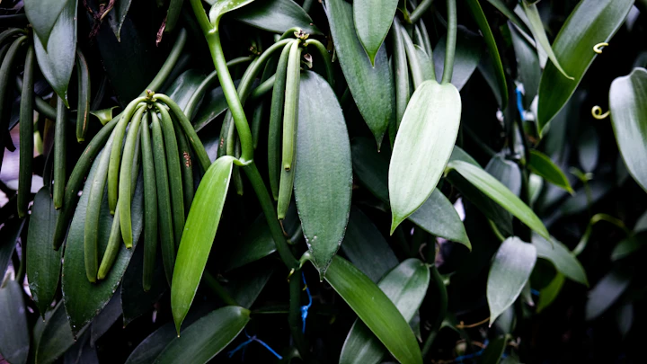 Vanilla plant — visual inspiration for Vanilla Orchid