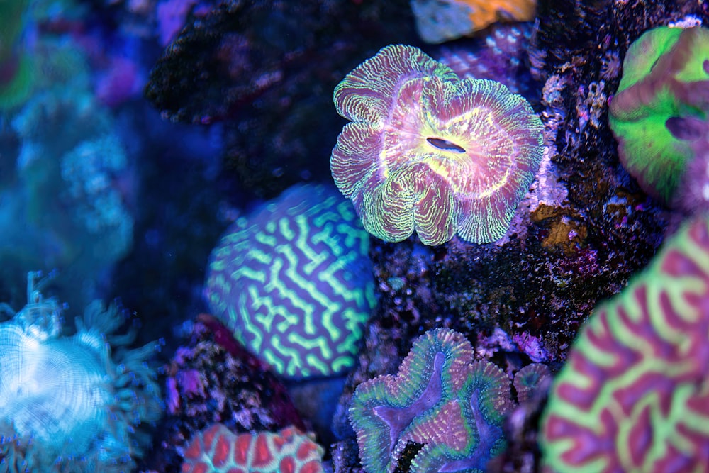 a group of colorful sea creatures