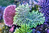 Coral nursery structures underwater with colorful coral growing as part of ocean conservation efforts.