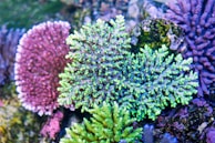 Colorful coral formations are shown under water, featuring intricate structures in shades of green, purple, and pink. The coral appears to be part of a vibrant reef with various textures and patterns.