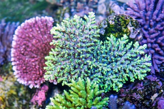 Colorful coral formations are shown under water, featuring intricate structures in shades of green, purple, and pink. The coral appears to be part of a vibrant reef with various textures and patterns.