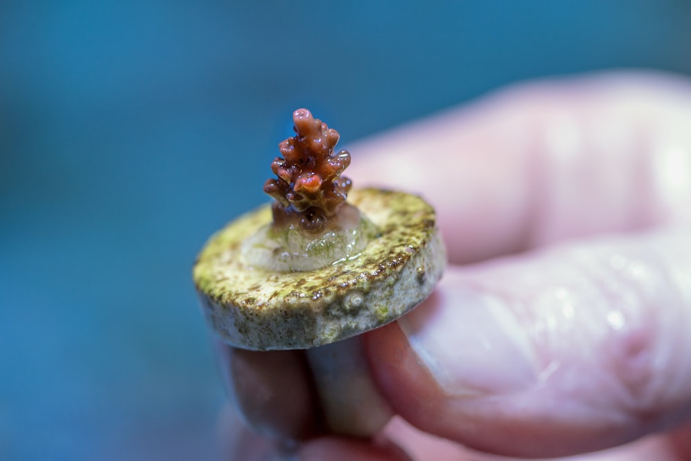 a hand holding a small green plant