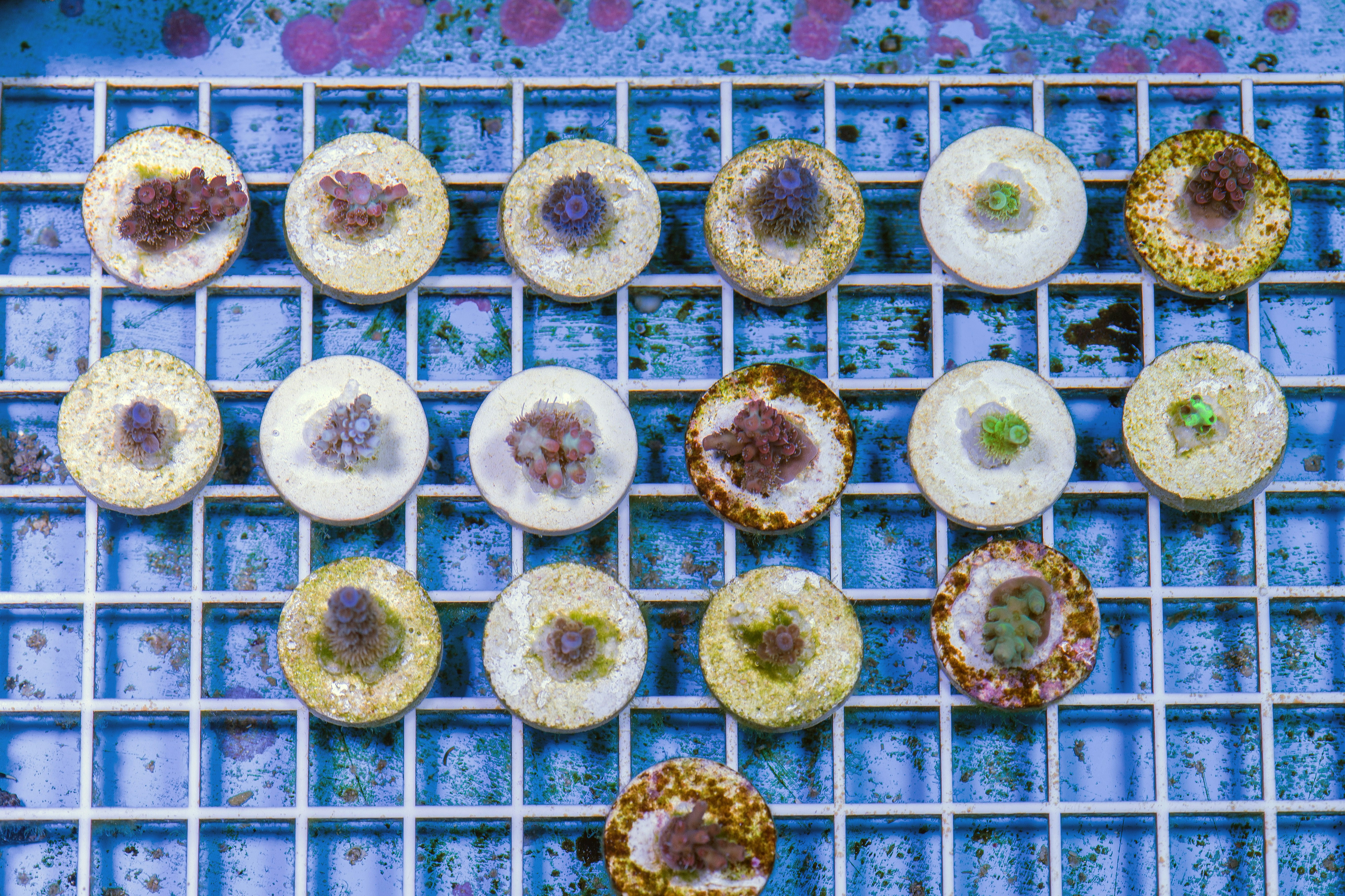 Coral Restoration Diving