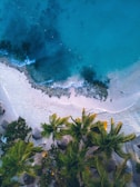a tropical beach with trees and plants