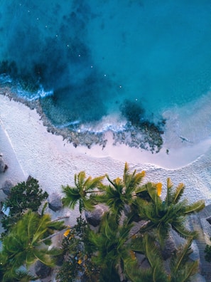 a tropical beach with trees and plants