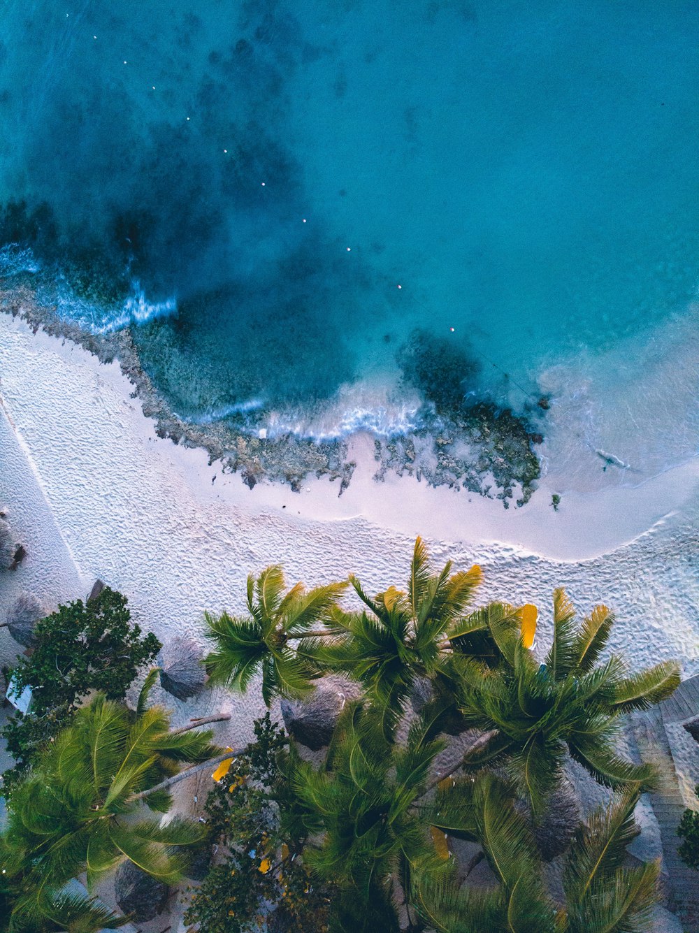 Ein tropischer Strand mit Bäumen und Pflanzen