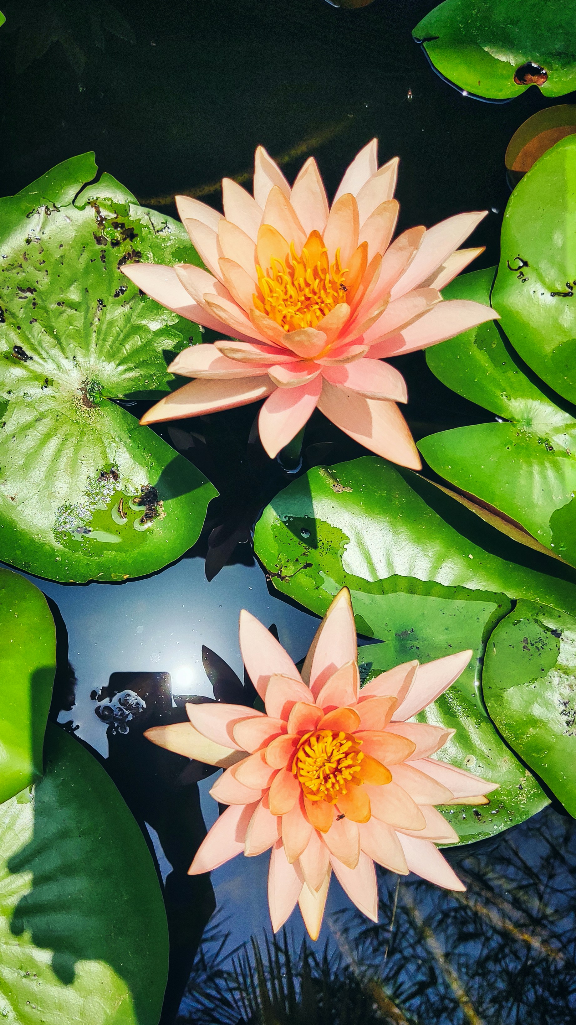 Lily