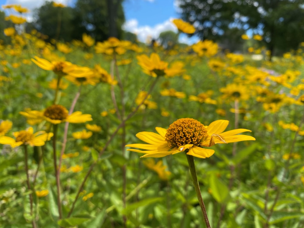 a yellow flower in a field of yellow flowers