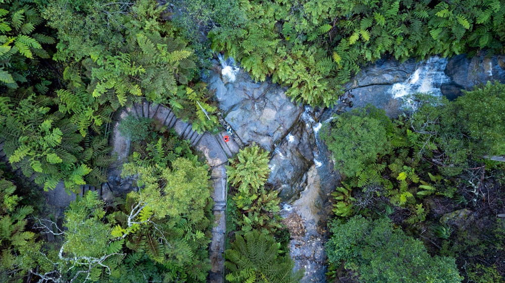 a river flowing through a forest